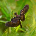 A black winged dragonfly, sitting over a branch, blurred background. Royalty Free Stock Photo