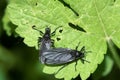 Black winged insect