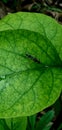 a black winged insect residing on a green leaf Royalty Free Stock Photo