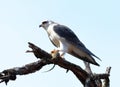 Black - winged Kite Royalty Free Stock Photo