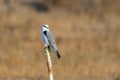 Black-winged kite (Elanus caeruleus), also known as the black-shouldered kite on a pole Royalty Free Stock Photo