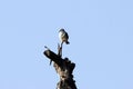 Black-winged kite, Elanus caeruleus Royalty Free Stock Photo