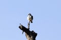 Black-winged kite, Elanus caeruleus Royalty Free Stock Photo