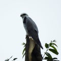 Black-winged Kite (Elanus caeruleus)