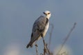 Black winged kite, Elanus caeruleus, Uran, Maharashtra, India Royalty Free Stock Photo