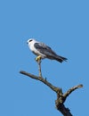 Black-winged kite perched on dried tree log