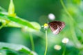 Black winged Lady Butterfly Royalty Free Stock Photo