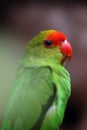 The black-winged lovebird Agapornis taranta also known as Abyssinian lovebird, portrait of the largest of the lovebirds Royalty Free Stock Photo