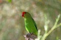 Black-winged lovebird Agapornis taranta Royalty Free Stock Photo