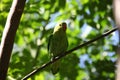 Black-winged lovebird Agapornis taranta Royalty Free Stock Photo