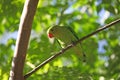 Black-winged lovebird Agapornis taranta Royalty Free Stock Photo