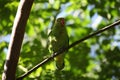 Black-winged lovebird Agapornis taranta Royalty Free Stock Photo