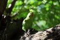 Black-winged lovebird Agapornis taranta Royalty Free Stock Photo