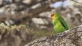 Black-winged Lovebird on Tree Branch Royalty Free Stock Photo