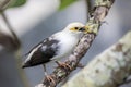 The black-winged myna (Acridotheres melanopterus) Royalty Free Stock Photo