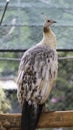 Black Winged Peafowl pose for a beautiful photograph