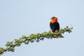 Black-winged Red Bishop