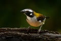 Black-winged saltator, Saltator atripennis, tropic bird sitting on the branch in the nature habitat, Amagusa, Ecuador in South