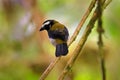 Black-winged saltator, Saltator atripennis, tropic bird sitting on the branch in the nature habitat, Amagusa, Ecuador in South