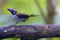 Black-winged Saltator 844328