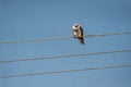 black winged shouldered kite or elanus caeruleus in action hunt a bird in claws and perched on electric wire and blue sky Royalty Free Stock Photo