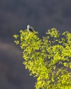 black winged shouldered kite or elanus caeruleus bird a small raptor and hunter perched high on natural green leaves tree in Royalty Free Stock Photo