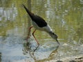 Black-winged stilt 1 Royalty Free Stock Photo