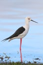 Black Winged Stilt Royalty Free Stock Photo