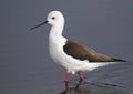 Black Winged Stilt Royalty Free Stock Photo