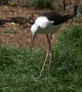 Black-winged stilt