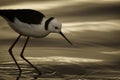 Black Winged Stilt Royalty Free Stock Photo