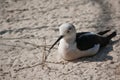 Black-winged Stilt