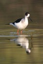 Black-winged stilt