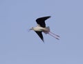 Black-winged Stilt anxious flying over the lake. Royalty Free Stock Photo