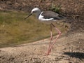 Black-winged stilt,bird Royalty Free Stock Photo