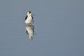 Black winged stilt bird Royalty Free Stock Photo