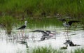 Black winged stilt bird