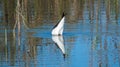 Black-winged stilt bird dving in a lake near Indore ,India Royalty Free Stock Photo