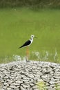 Black-winged Stilt bird with blur background Royalty Free Stock Photo