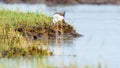 Black-winged stilt bird Royalty Free Stock Photo