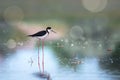 Black-winged stilt bird on the lake Royalty Free Stock Photo