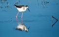 Black-winged stilt bird in a lake near Indore ,India Royalty Free Stock Photo