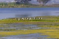 Black-winged stilt bird lake Royalty Free Stock Photo