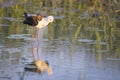 black-winged stilt bird on the lake in summer