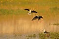 Black winged stilt bird, nature, naturel, wallpaper Royalty Free Stock Photo