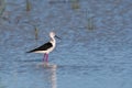 Black-winged stilt bird perched in a lake Royalty Free Stock Photo