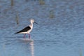 Black-winged stilt bird perched in a lake Royalty Free Stock Photo