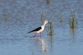 Black-winged stilt bird perched in a lake Royalty Free Stock Photo