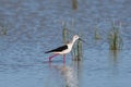Black-winged stilt bird perched in a lake Royalty Free Stock Photo