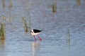 Black-winged stilt bird perched in a lake Royalty Free Stock Photo